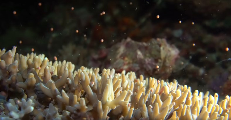 Aquarienaufzeichnungen enthüllen Laichrhythmus von Acropora-Korallen