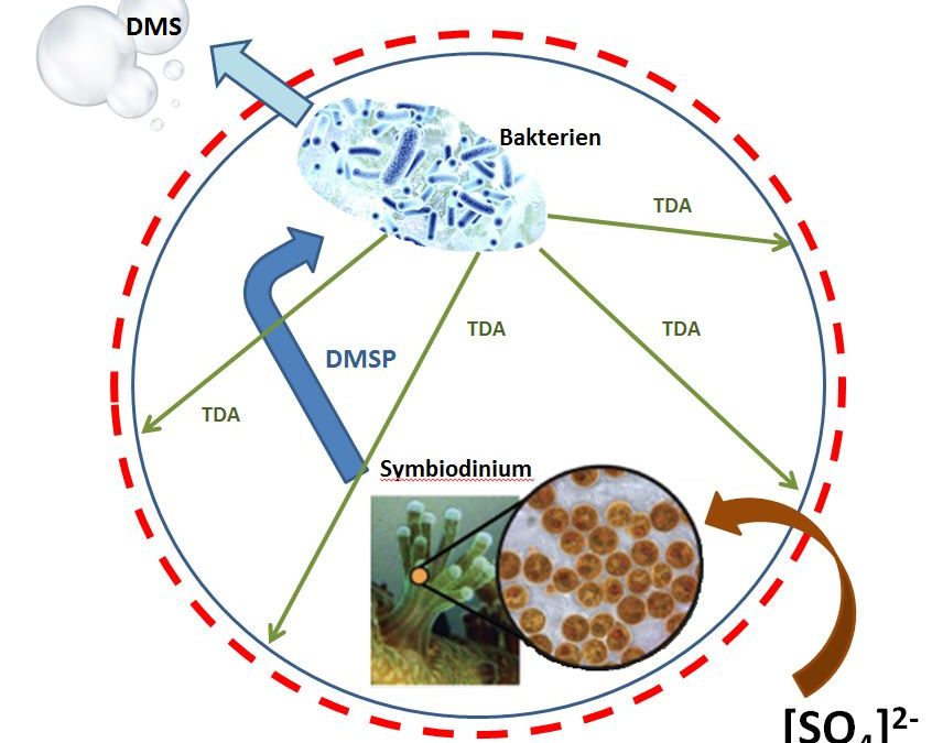 DMSP, Korallen und ihr Mikrobiom